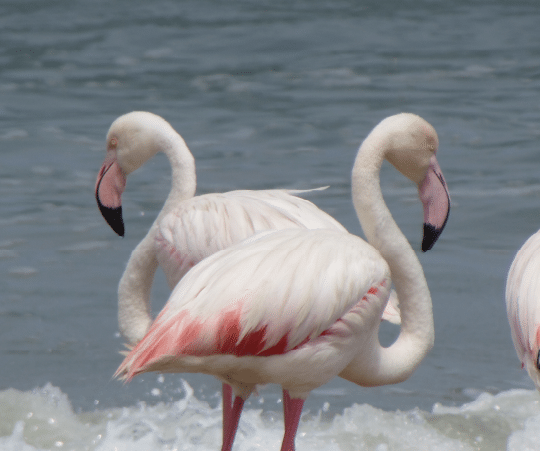 Greater Flamingo