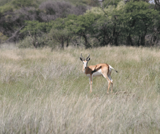 Springbok
