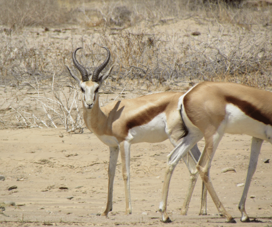 Gazelles
