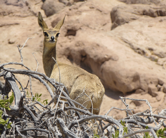 Klipspringer
